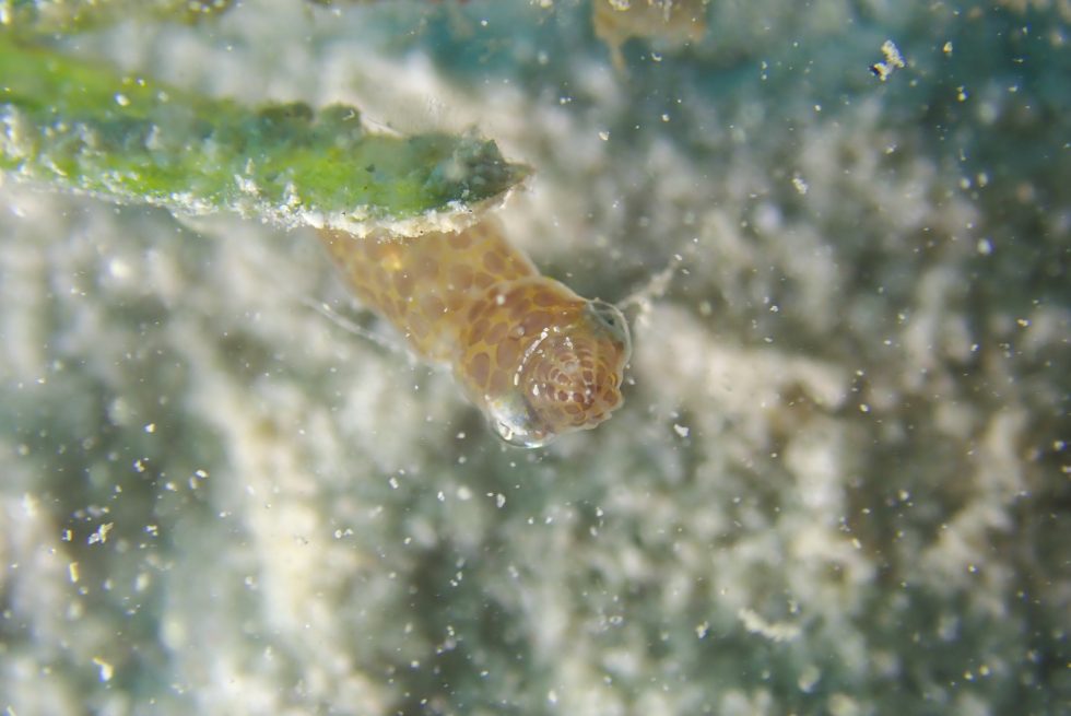 石垣島ダイビングショップ ファンダイビング