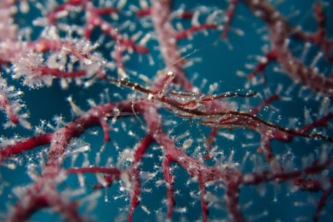 石垣島ダイビングショップ ファンダイビング