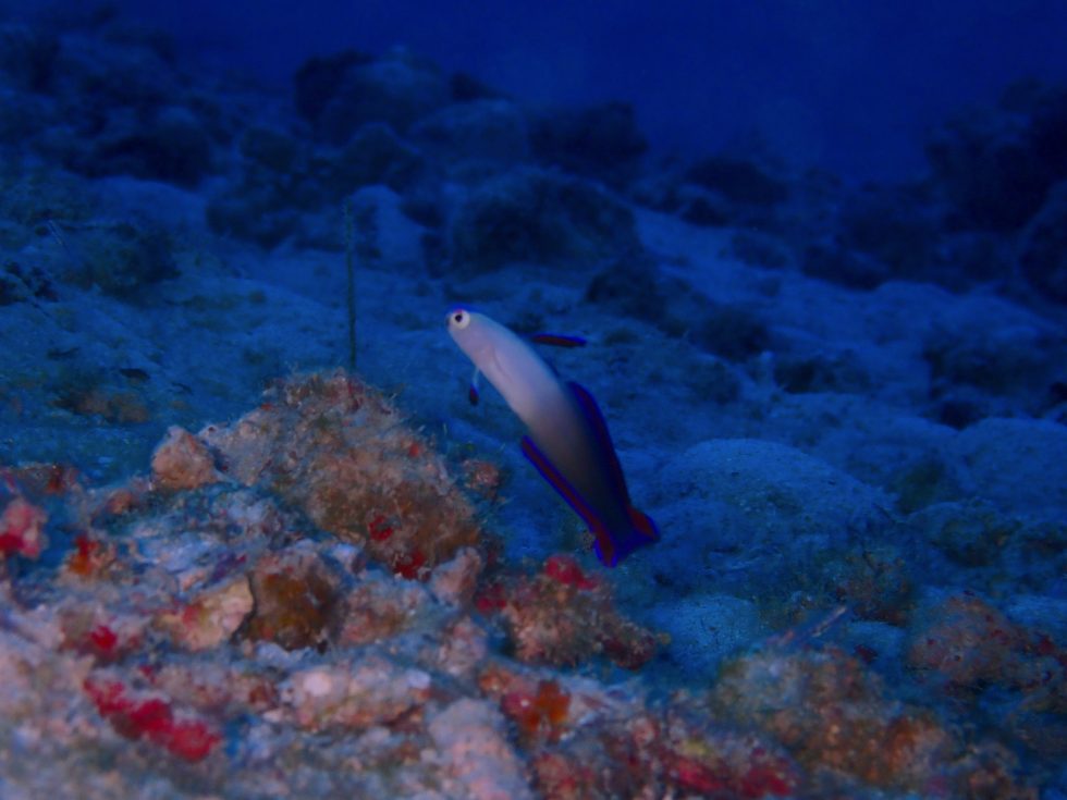 石垣島ダイビングショップ ファンダイビング