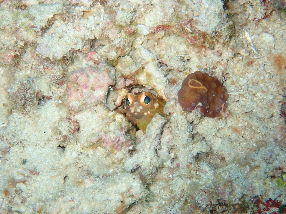 石垣島ダイビングショップ ファンダイビング