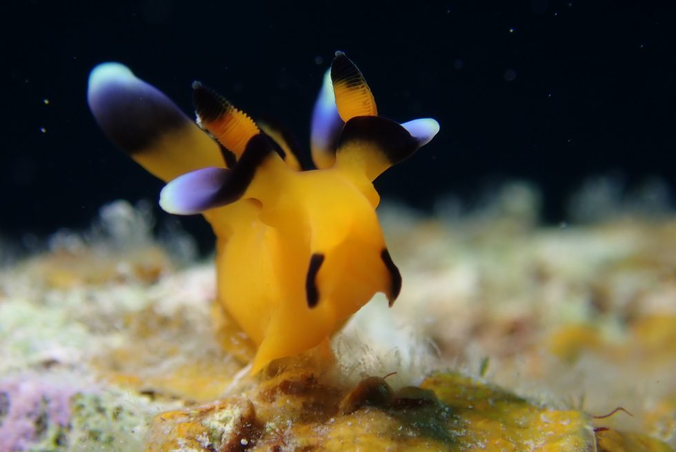 石垣島ダイビングショップ ファンダイビング