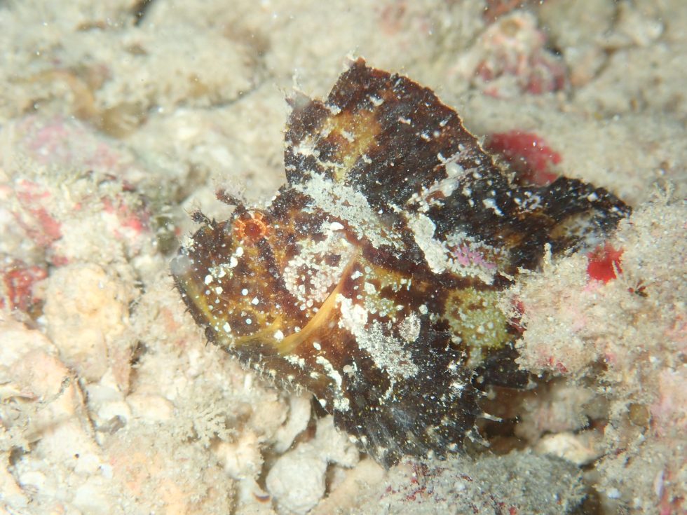 石垣島ダイビングショップ ファンダイビング