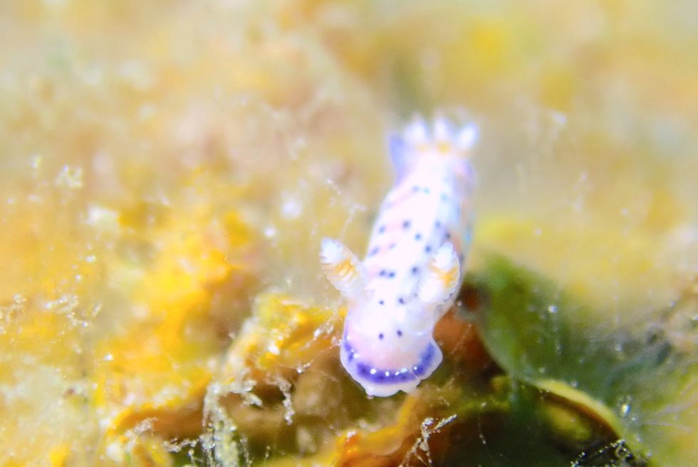 石垣島ダイビングショップ ファンダイビング