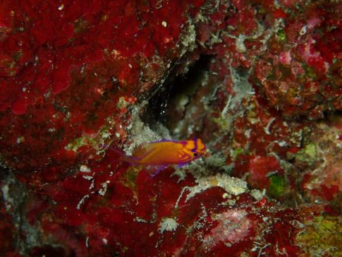 石垣島ダイビングショップ ファンダイビング