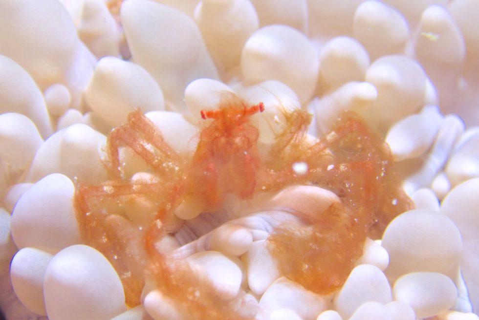 石垣島ダイビングショップ ファンダイビング