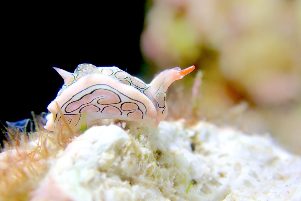 石垣島ダイビングショップ ファンダイビング