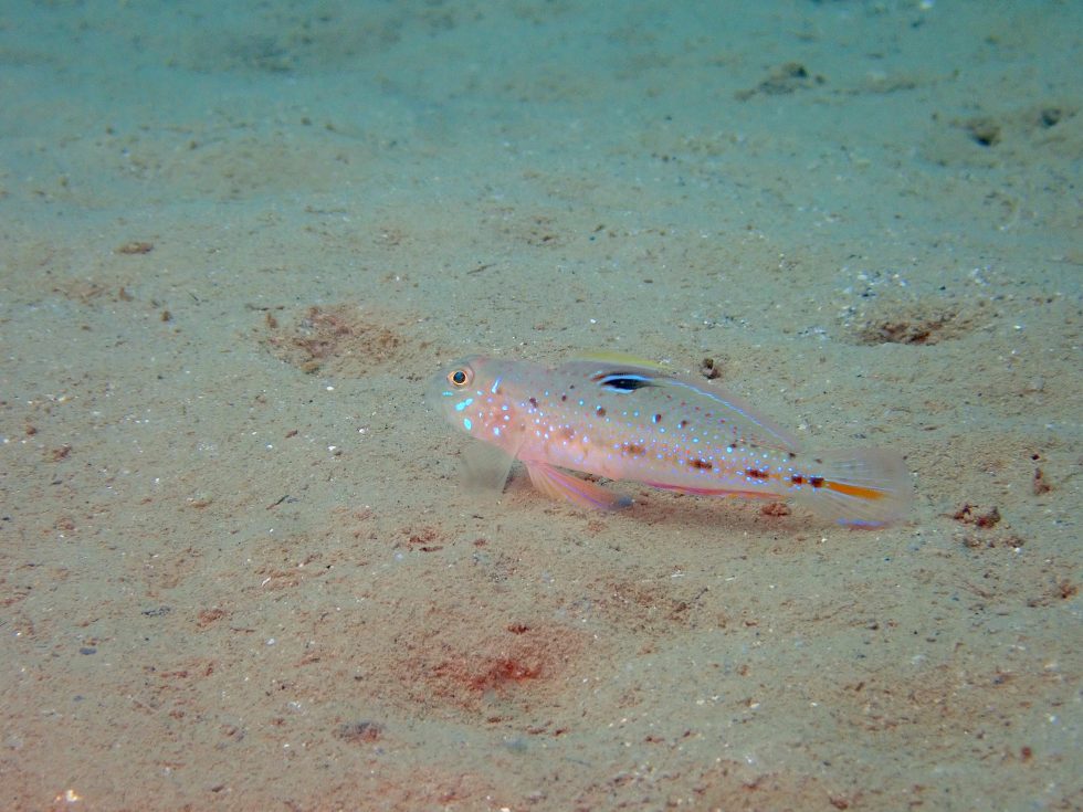 石垣島ダイビングショップ ファンダイビング