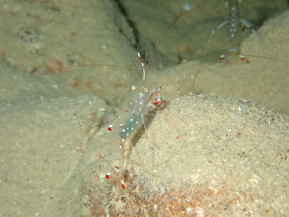 石垣島ダイビングショップ ファンダイビング