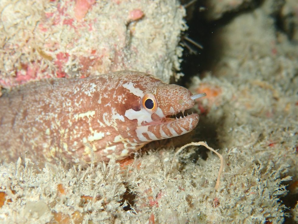 石垣島ダイビングショップ ファンダイビング