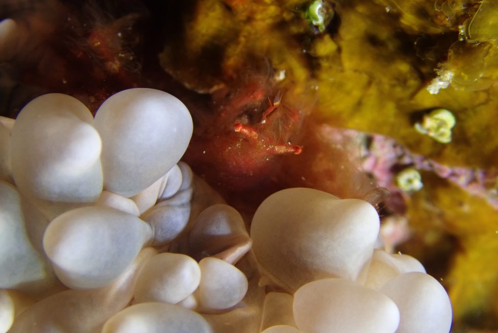 石垣島ダイビングショップ ファンダイビング