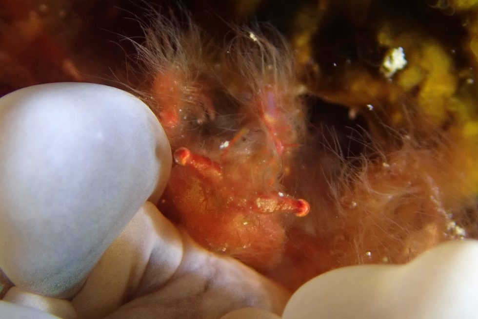 石垣島ダイビングショップ ファンダイビング