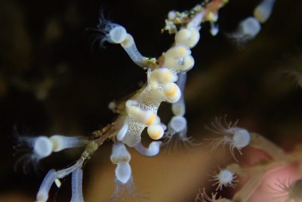 石垣島ダイビングショップ ファンダイビング