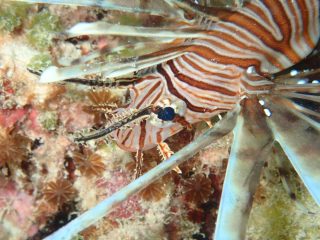 石垣島ダイビングショップ ファンダイビング