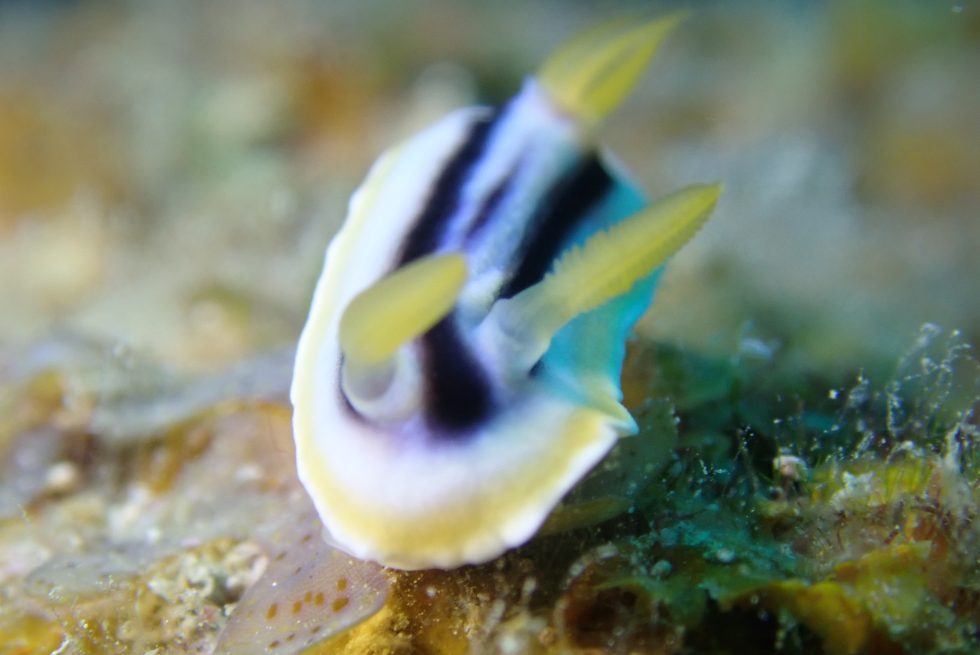 石垣島ダイビングショップ ファンダイビング