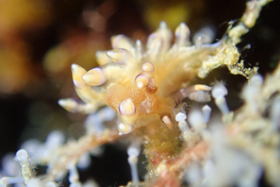 石垣島ダイビングショップ ファンダイビング