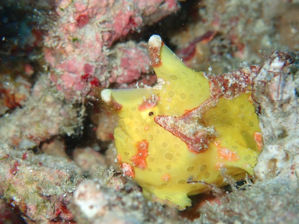 石垣島ダイビングショップ ファンダイビング