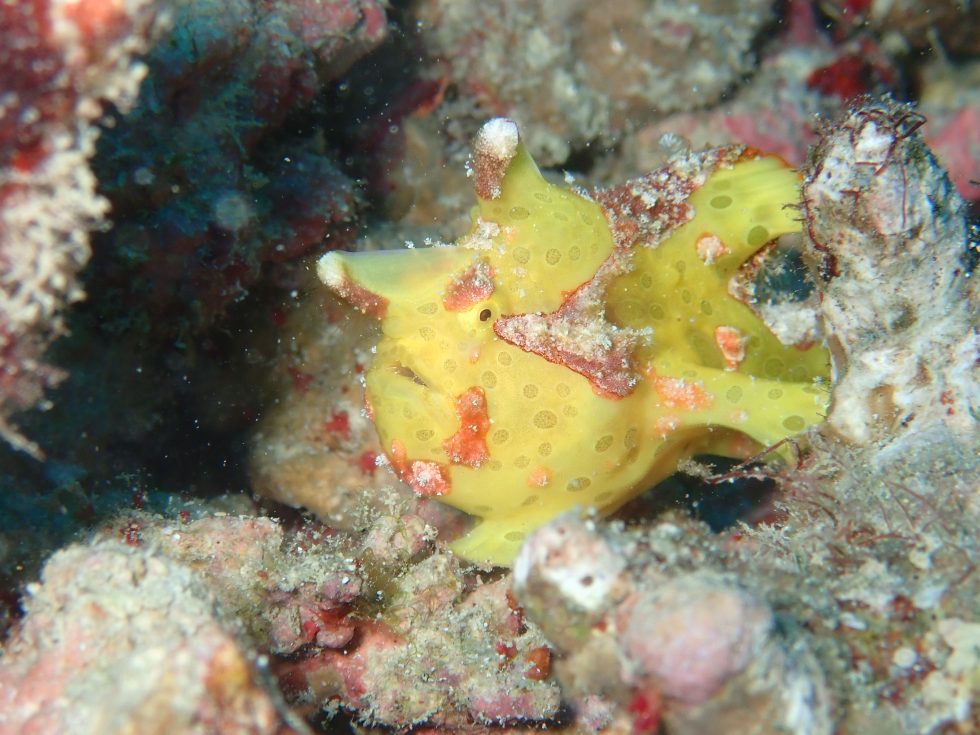 石垣島ダイビングショップ ファンダイビング