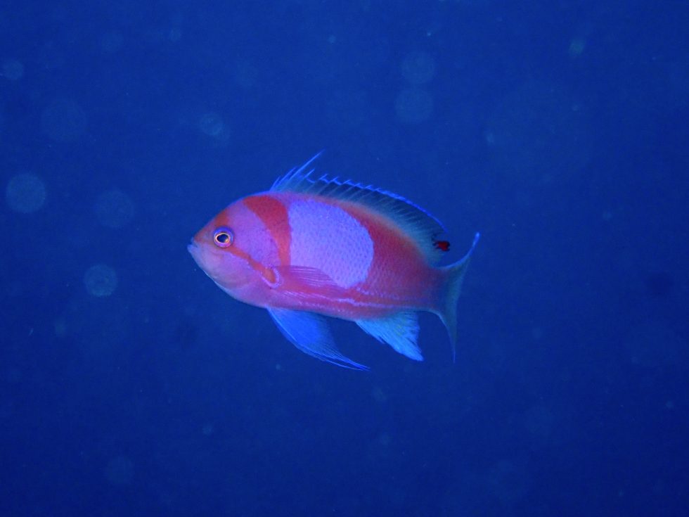 石垣島ダイビングショップ ファンダイビング