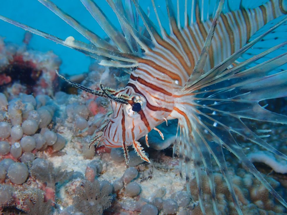 石垣島ダイビングショップ ファンダイビング