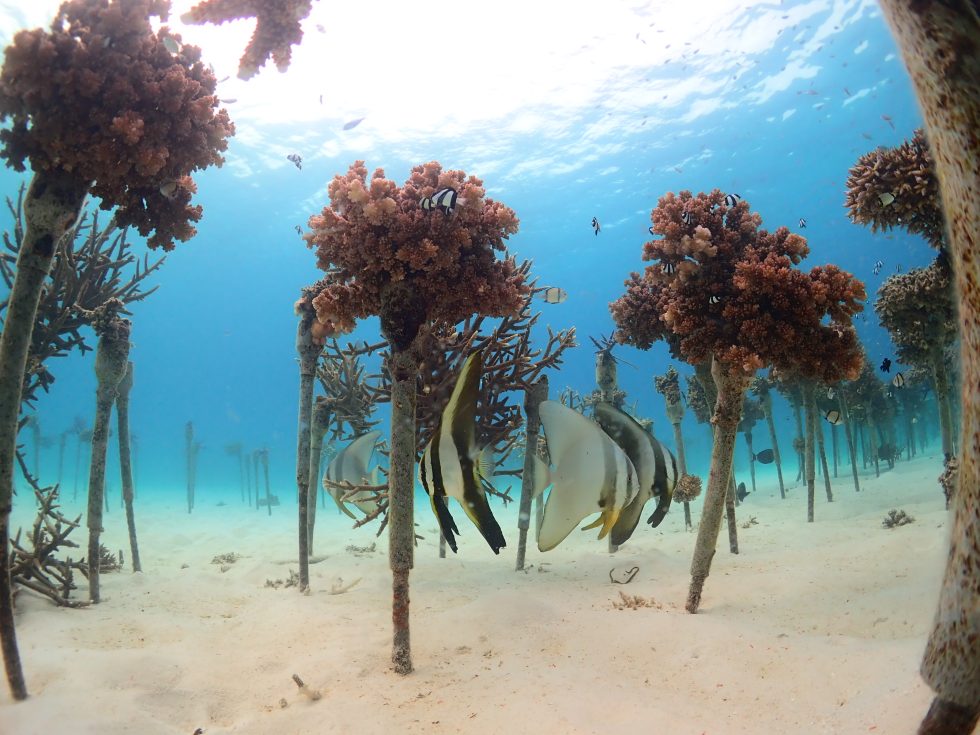 石垣島ダイビングショップ ファンダイビング