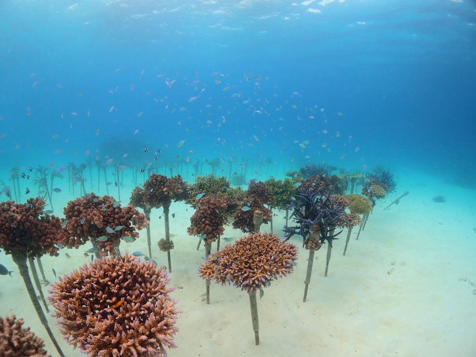 石垣島ダイビングショップ ファンダイビング