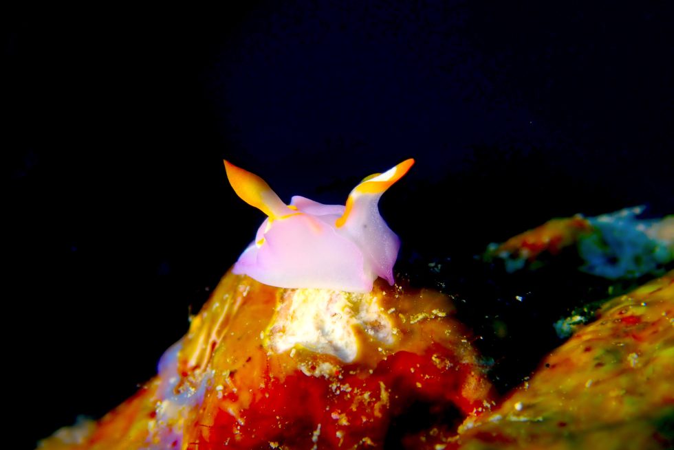 石垣島ダイビングショップ ファンダイビング