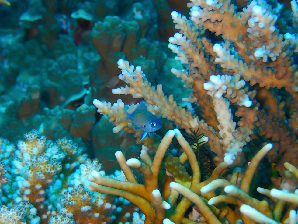 石垣島ダイビングショップ ファンダイビング