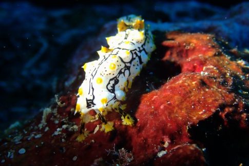 石垣島ダイビングショップ ファンダイビング