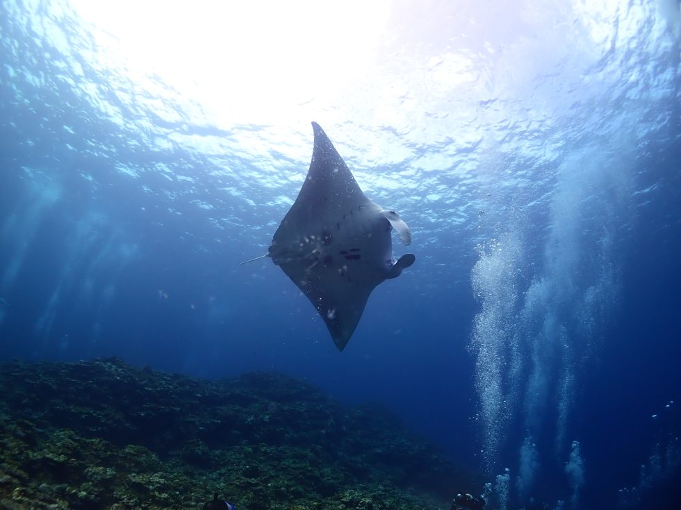 石垣島ダイビングショップ ファンダイビング