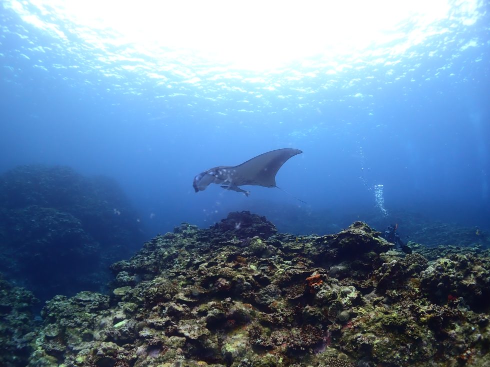 石垣島ダイビングショップ ファンダイビング
